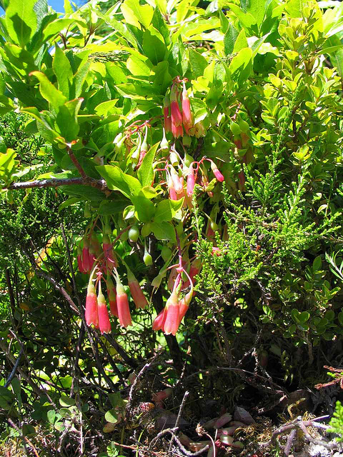 Vaccinium cylindraceum