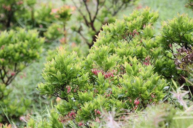 Vaccinium cylindraceum