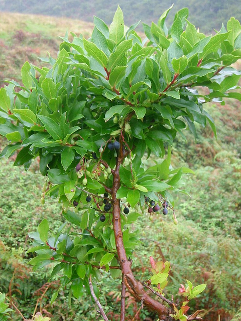 Vaccinium cylindraceum