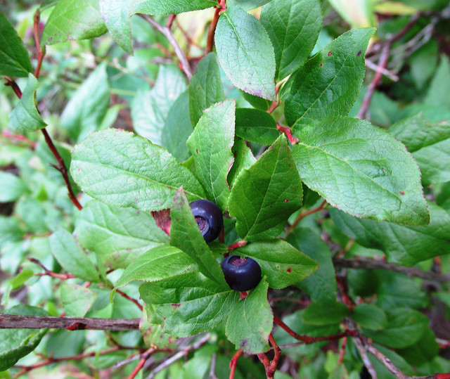 Vaccinium deliciosum