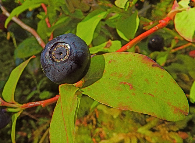 Vaccinium deliciosum