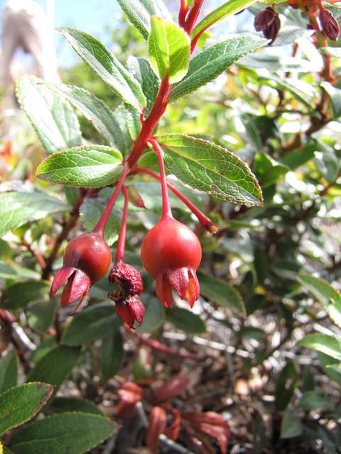 Vaccinium dentatum