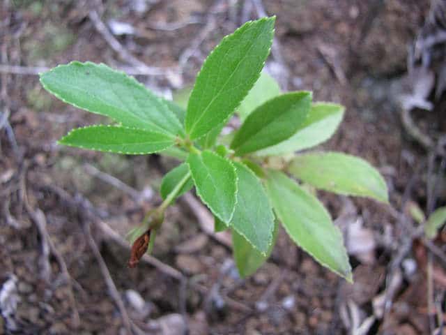 Vaccinium dentatum