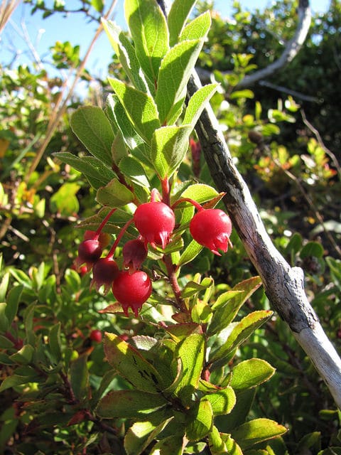 Vaccinium dentatum