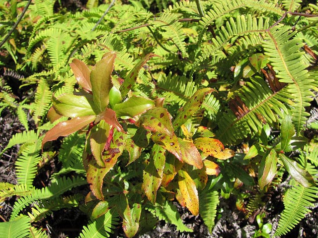 Vaccinium dentatum