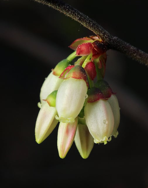 Vaccinium fuscatum