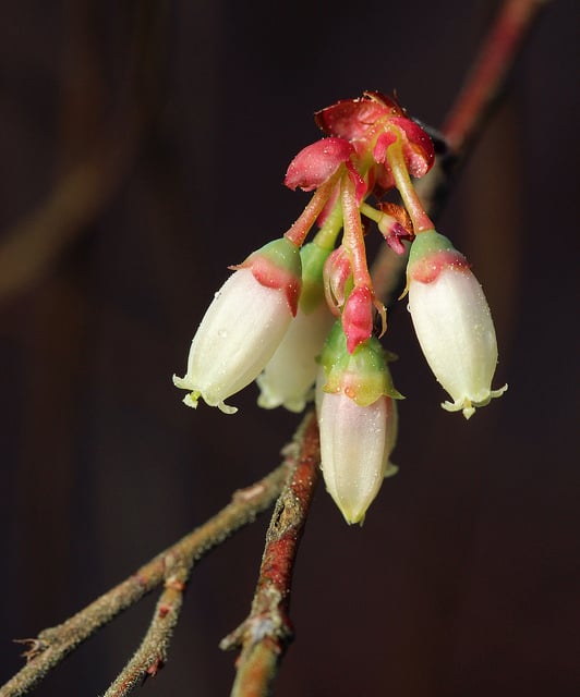 Vaccinium fuscatum