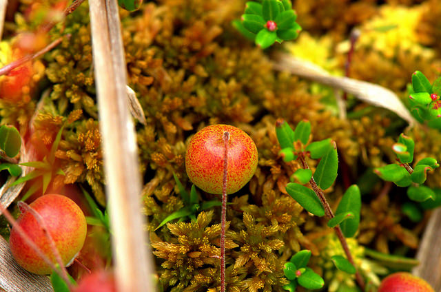 Canneberge à gros fruits