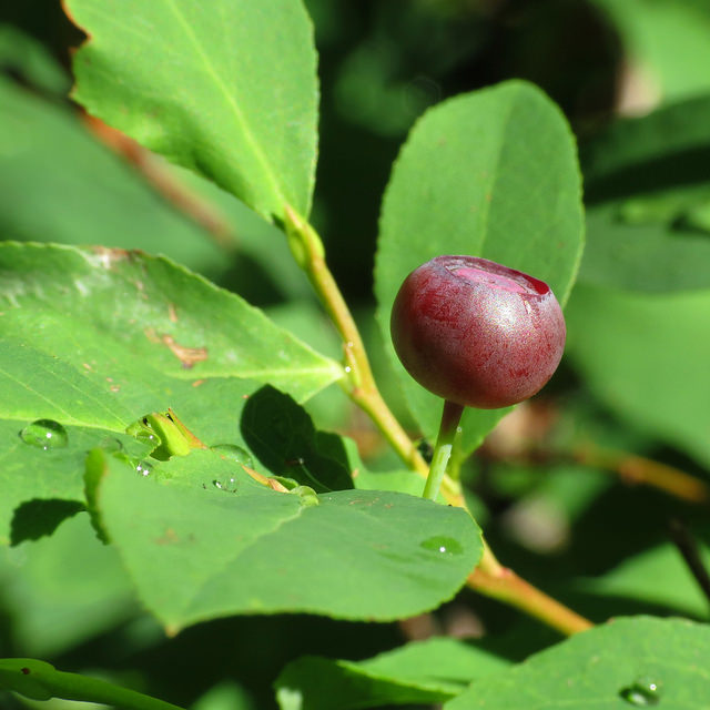 Vaccinium membranaceum
