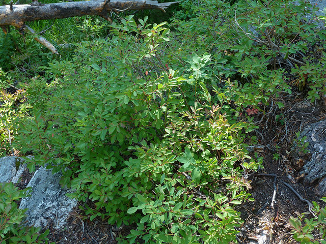 Vaccinium membranaceum