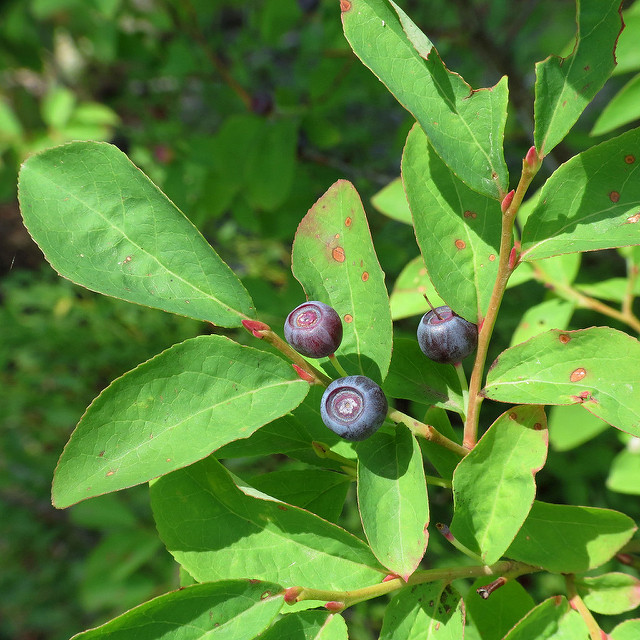 Vaccinium membranaceum