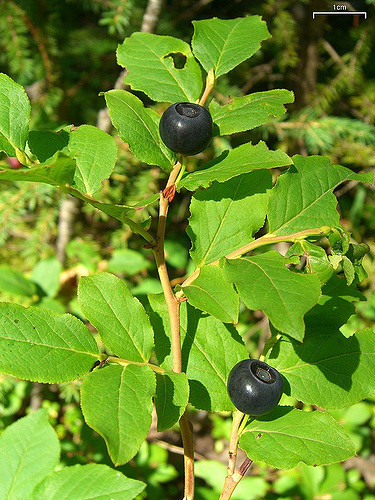 Vaccinium membranaceum