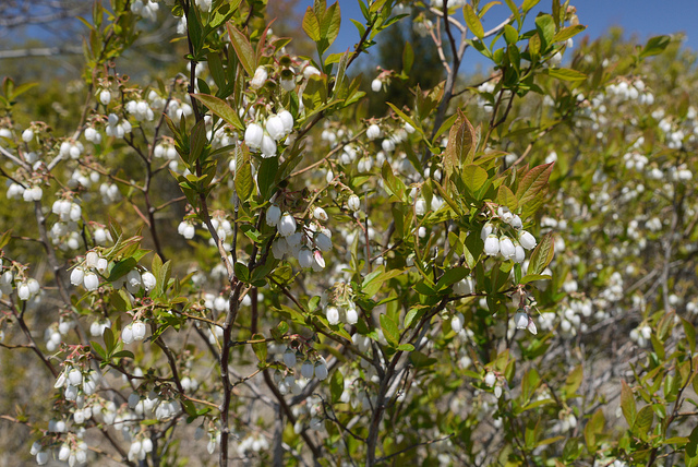 Vaccinium membranaceum