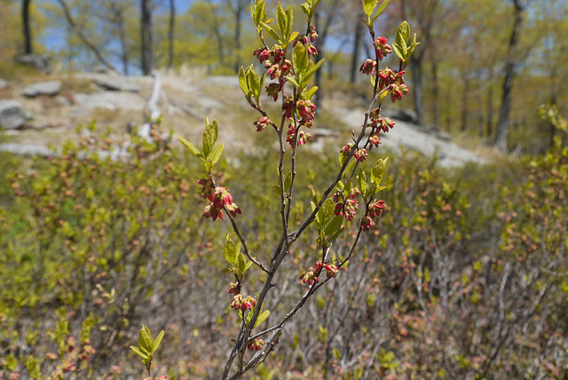 Vaccinium membranaceum