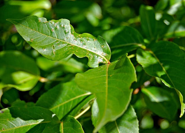 Vaccinium myrtilloides
