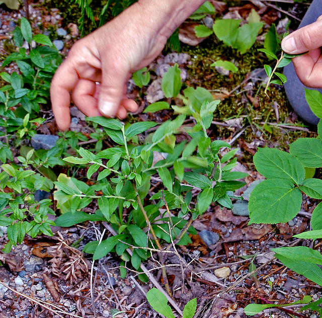 Vaccinium myrtilloides