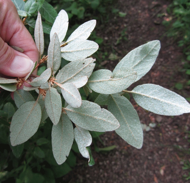 Vaccinium myrtilloides
