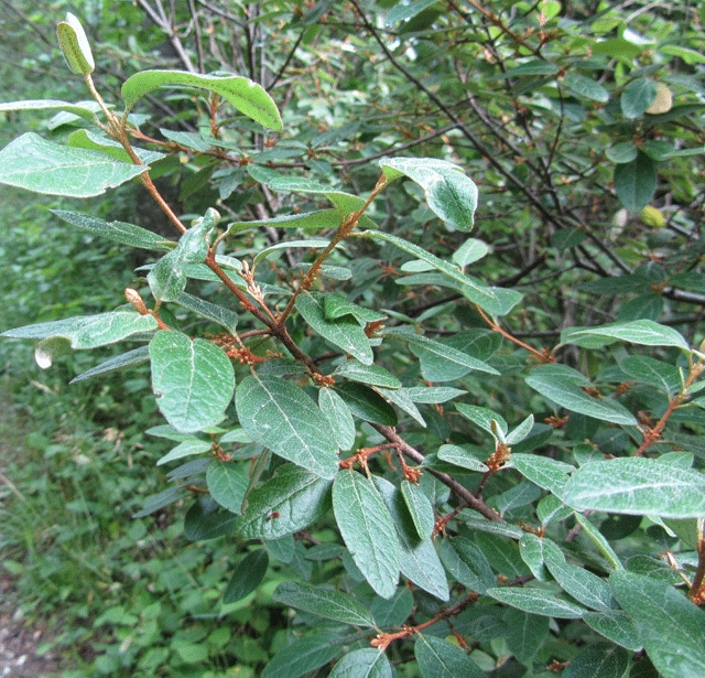 Vaccinium myrtilloides