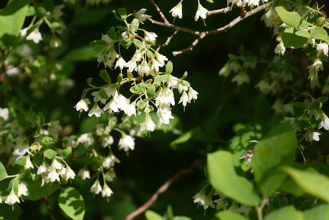 Vaccinium myrtilloides