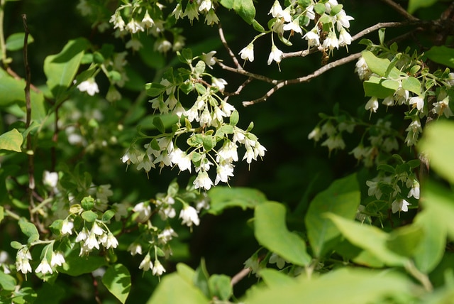 Vaccinium myrtilloides