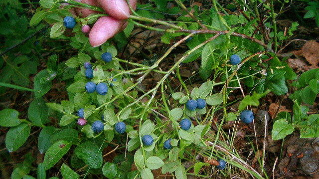 Myrtillier commun (Vaccinium myrtillus)