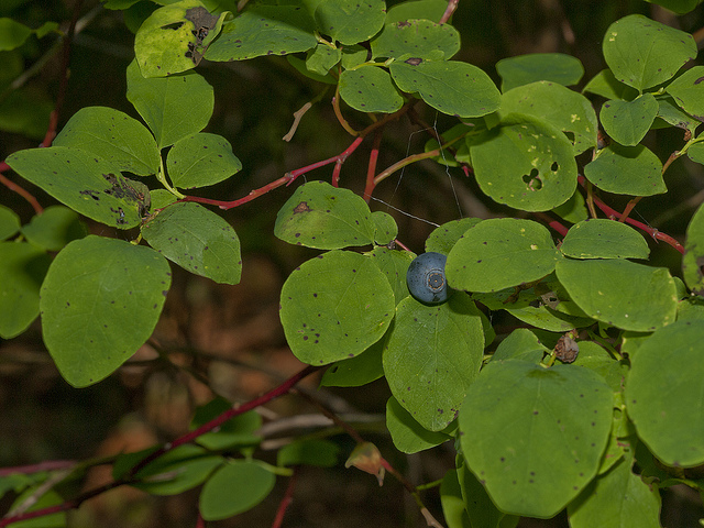 Airelle à feuilles ovées (Vaccinium ovalifolium)