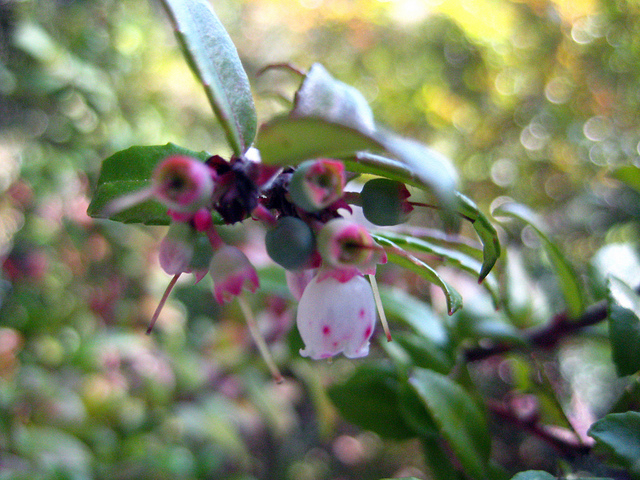 Vaccinium ovatum