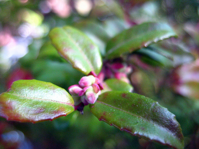 Vaccinium ovatum