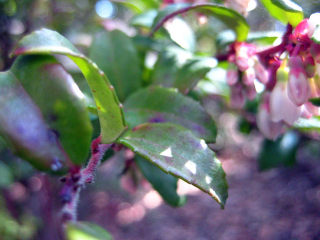 Vaccinium ovatum