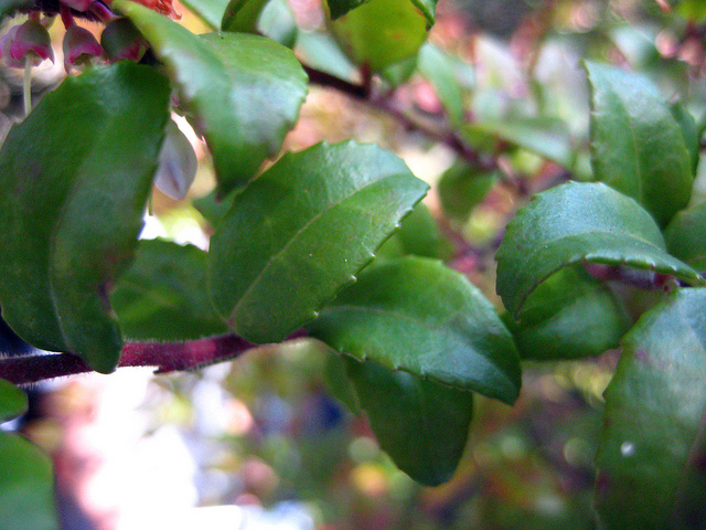 Vaccinium ovatum