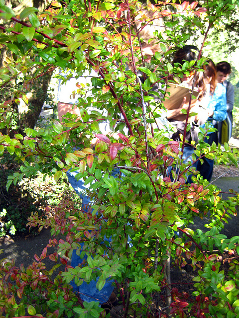 Vaccinium ovatum