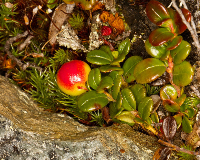 Canneberge