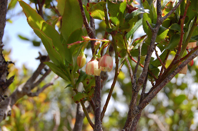 Vaccinium padifolium (Vaccinium padifolium)