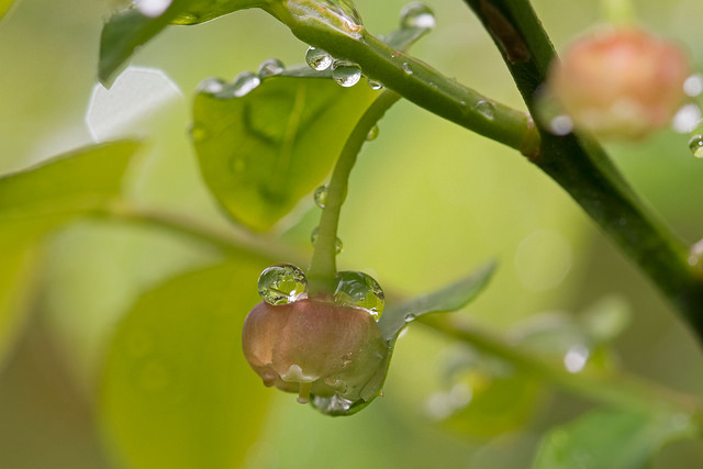 Vaccinium parvifolium