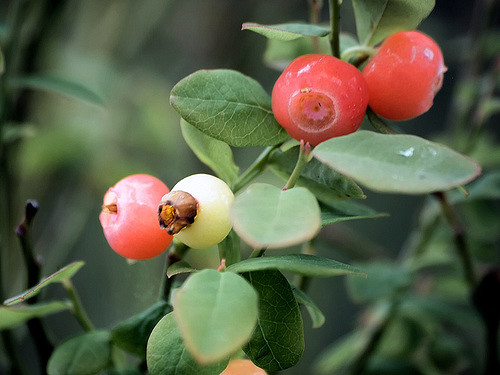 Vaccinium parvifolium