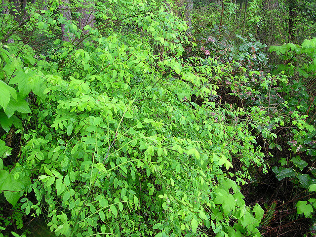 Vaccinium parvifolium