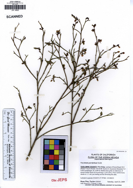 Vaccinium parvifolium