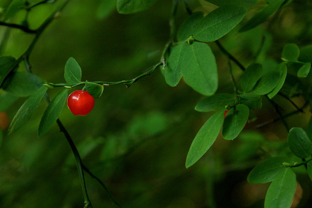Vaccinium parvifolium