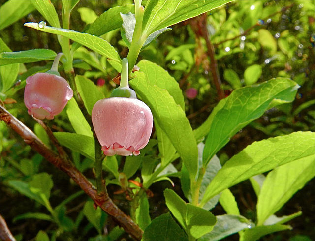 Vaccinium parvifolium