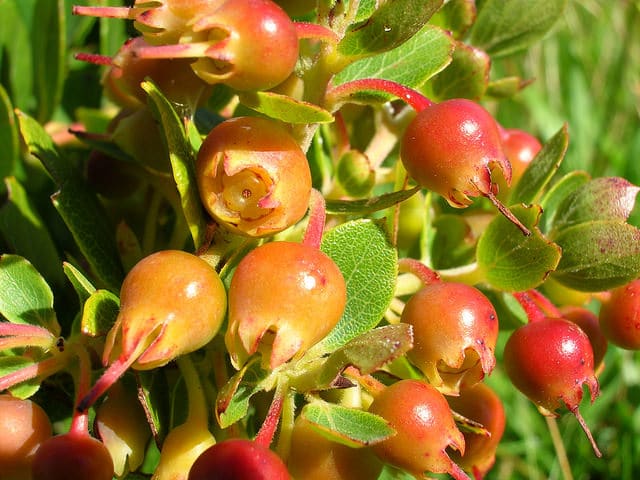 Vaccinium reticulatum