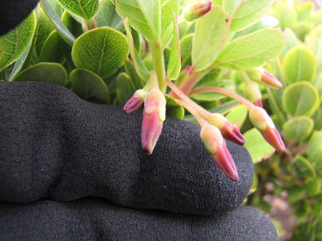 Vaccinium reticulatum