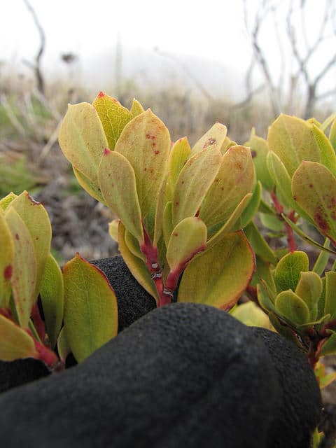 Vaccinium reticulatum