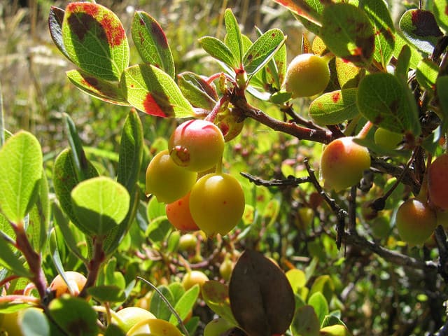 Vaccinium reticulatum