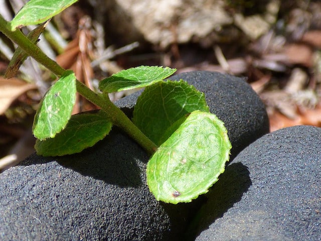 Vaccinium reticulatum