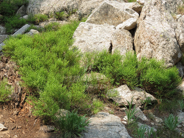 Vaccinium scoparium