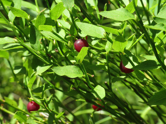 Vaccinium scoparium