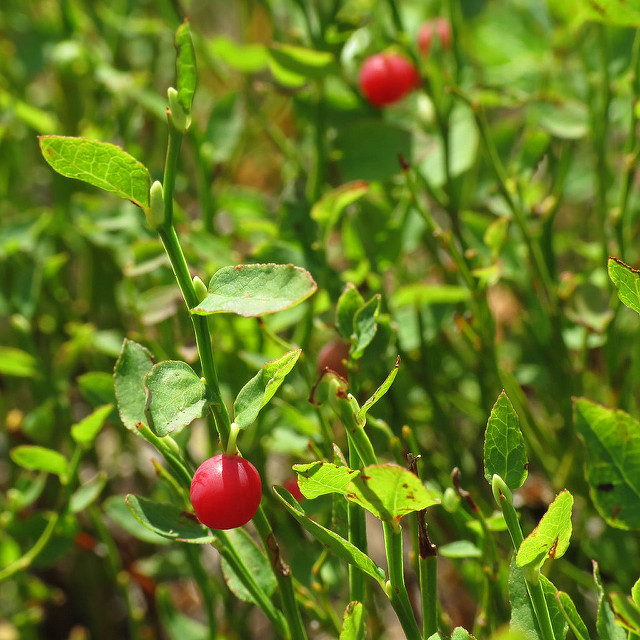 Vaccinium scoparium