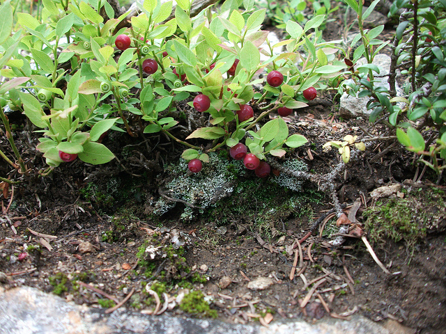 Vaccinium scoparium