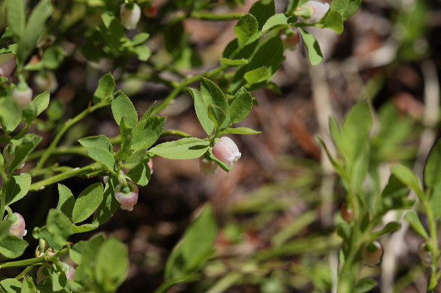Vaccinium scoparium