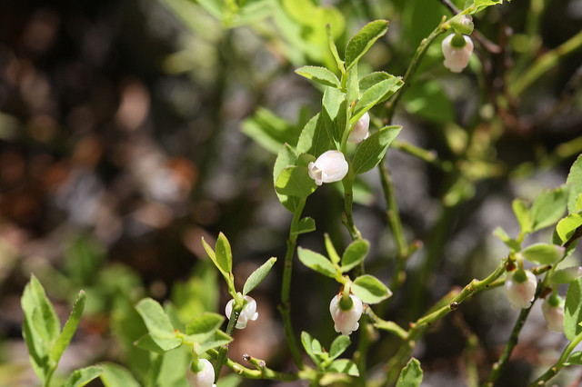 Vaccinium scoparium (Vaccinium scoparium)